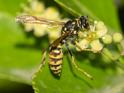 Polistes dominula (European Paper Wasp).jpg